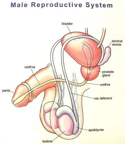 Vasectomy Anatomy